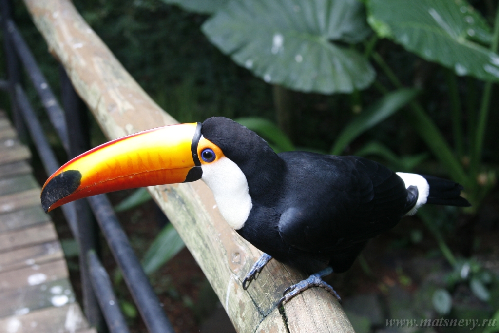 ArgL 2425.jpg - Close-up portrait of the toco toucan. Ramphastos toco.Brazil. Iguazu
